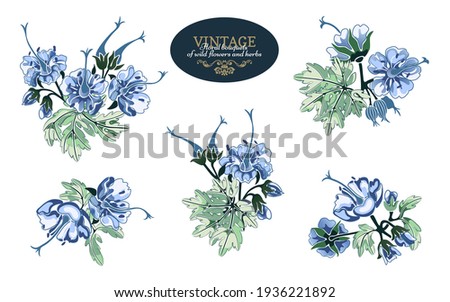 Set of bouquets from geranium plant with flowers, leaves and fruits. Floral design elements isolated on white background. 