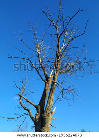 A tree without foliage on the blue sky background
