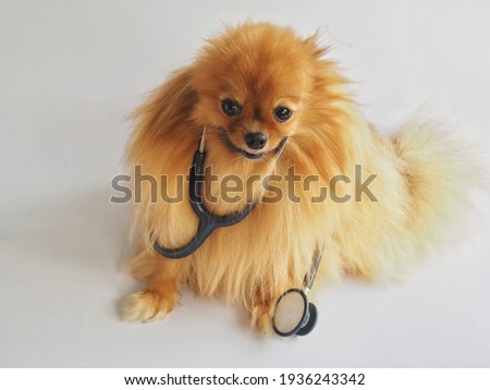 Pomeranian with stethoscope has a white background.