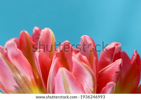 Macro photography of pink tulip petals with selective focus on blue background for banner, large format