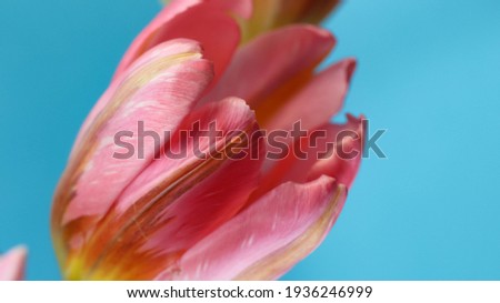 Macro photography of a pink tulip on blue background for banner, large format