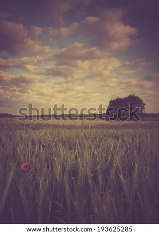 vintage photo of green field at morning