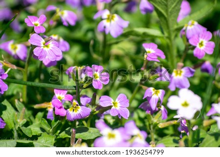 Pink and small Virginia stock flowers