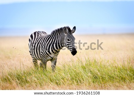 African zebra in long grass, Masai Mara, Kenya Royalty-Free Stock Photo #1936261108