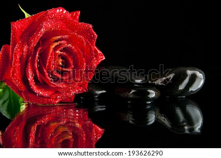 rose on a black background