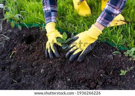 Hand of woman gardener in gloves holds seedling of small apple tree in her hands preparing to plant it in the ground. Tree planting concept Royalty-Free Stock Photo #1936266226