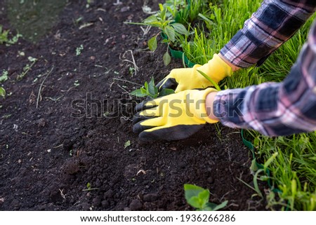 Hand of woman gardener in gloves holds seedling of small apple tree in her hands preparing to plant it in the ground. Tree planting concept Royalty-Free Stock Photo #1936266286