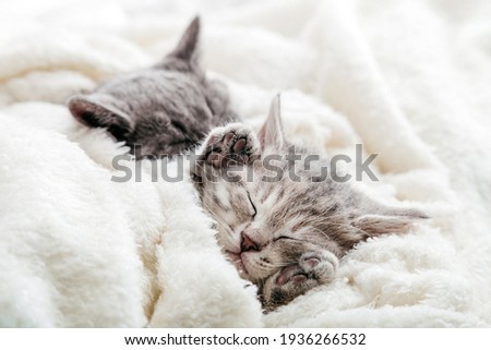 Kitten sleeps with its legs up. Pads on legs of sleeping kitten covered with warm blanket on fluffy soft white blanket. Family couple cats resting together. Sweet dreams domestic pets Royalty-Free Stock Photo #1936266532
