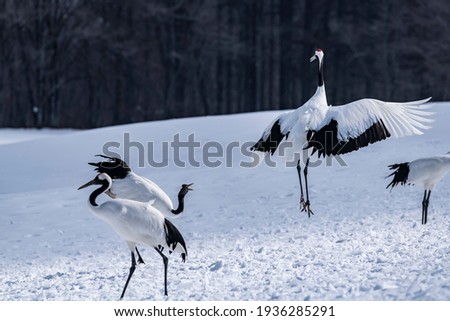 Japanese crane on the snow