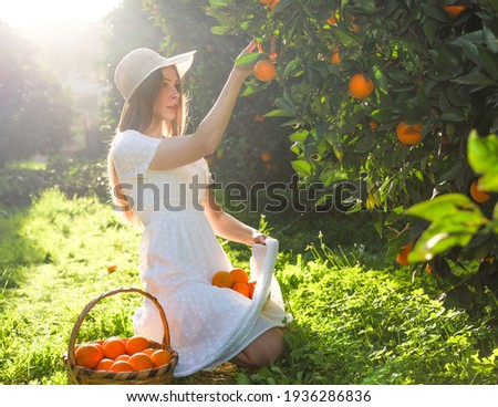 Pretty young attractive woman wearing white clothes and collects oranges on sunset from the tree in the garden in Antalya Turkey.  Copy Space, people, backlight. Royalty-Free Stock Photo #1936286836