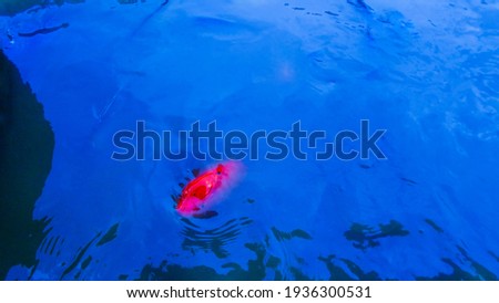 goldfish seen appearing to the surface of the water in the pond