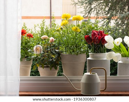 Flower pots stand on the window. The photo shows a part of the white tulle and a watering can. Flowers of different varieties and colors