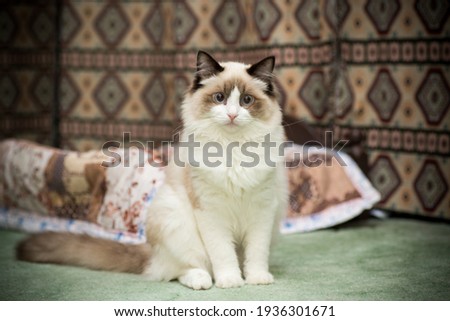 Young healthy beautiful purebred Ragdoll cat, at home Royalty-Free Stock Photo #1936301671