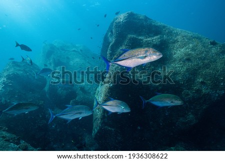 A school of large, blue fin trevally on rock background