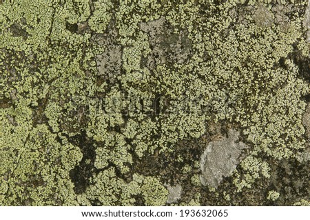 rock with green moss