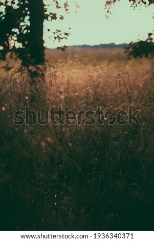 summer meadow grass and weed texture. abstract green foliage blur background with shallow depth of field. Golden color