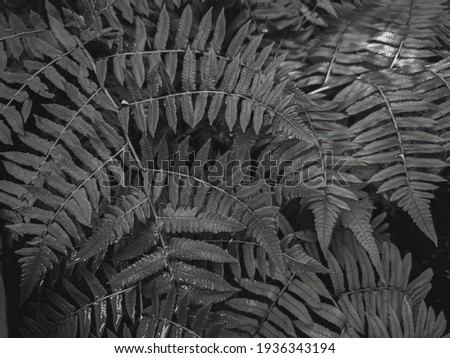 Black and white fern leave background