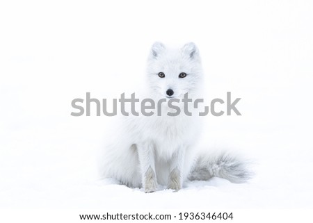 White polar fox sitting in snow Royalty-Free Stock Photo #1936346404