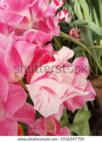 macro photo with a decorative background of beautiful delicate white flowers with a pink tint of the tulip plant for design and landscaping as a source for prints, posters, decor, interiors, wallpaper