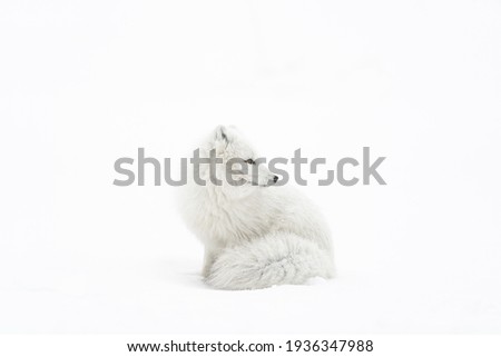 White polar fox looking over shoulder Royalty-Free Stock Photo #1936347988