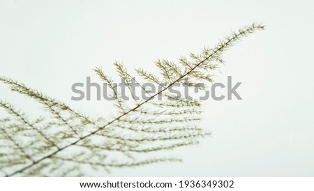 Close-up of a very thin plant branch with light from below