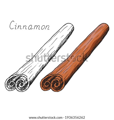 Natural cinnamon stick. Winter holiday seasoning for hot drinks and pastries. Aromatic bark. Condiment. Isolated clipart set on white background. Hand-drawn ink sketch.
