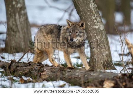 Wolf in the forest up close. Wildlife scene from winter nature. Wild animal in the natural habitat