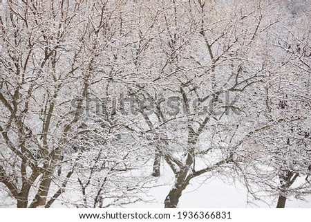 Snowy forest. Winter time. Idyllic white nature background. Postcard