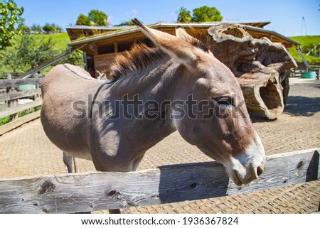 Picture of a gary donkey at farm ranch