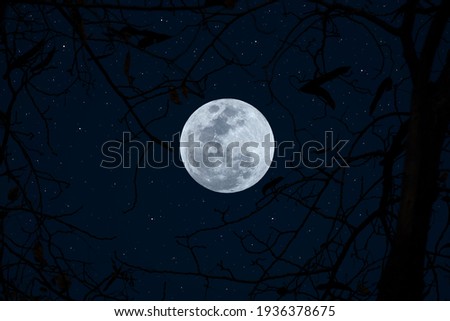 Full moon with tree branch silhouette in the dark night.