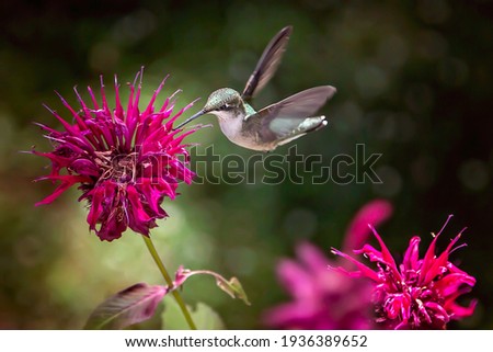 Hummingbird In Flight Feeding On Bee Balm Royalty-Free Stock Photo #1936389652