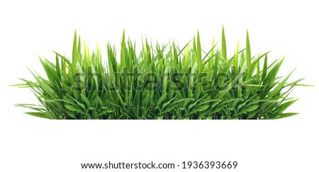 Isolated green grass on a white background Royalty-Free Stock Photo #1936393669