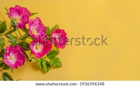 Greeting card for spring holidays, beautiful flowers of wild rose on a yellow background with copy space