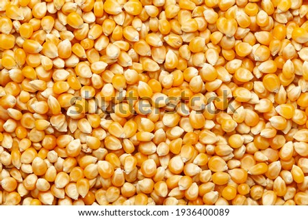 close-up of organic yellow corn seed or maize (Zea mays) Full-Frame Background. Top View Royalty-Free Stock Photo #1936400089
