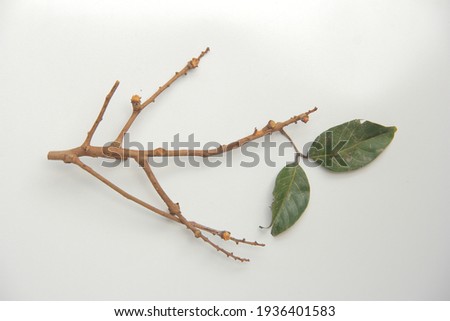 dry leaves and stalks on a white background, with space for text. Top view. Minimal concept. Royalty-Free Stock Photo #1936401583