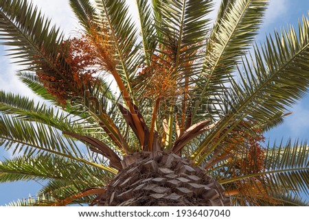 Palms branches with dates under blue sky. Light clouds, sunny day