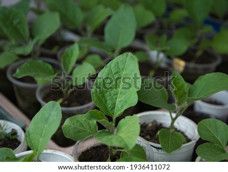eggplant seedlings in plastic pots. Preparing for spring planting in the garden. Gardening concept. Soft focus. agricultural hobby