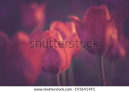 vintage photo of red tulips in garden