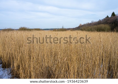 Tall grass in a marshy wetland. Ice and snow. Picture from Lund, southern Sweden