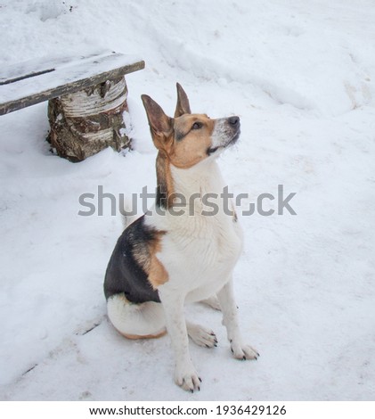 A dog sitting in the snow