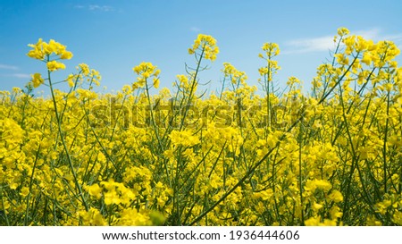 The rapeseed field blooms with bright yellow flowers on blue sky in Ukraine. Closeup Royalty-Free Stock Photo #1936444606
