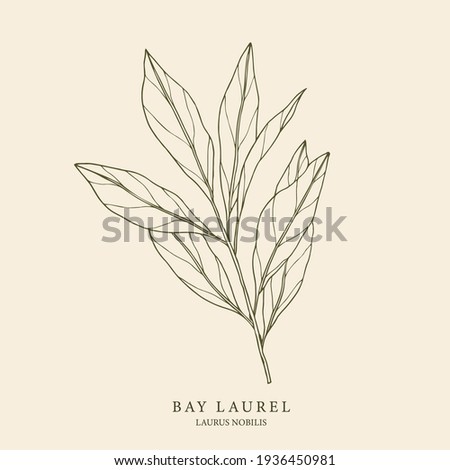 Bay laurel hand drawn illustration. Botanical design Royalty-Free Stock Photo #1936450981