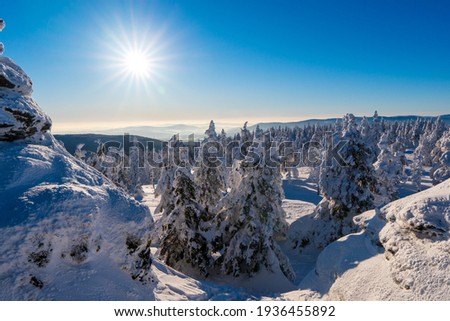 Cold winter morning in mountain foresty with snow covered fir trees. Beauty of nature concept background. Jeseniky mountain in czech