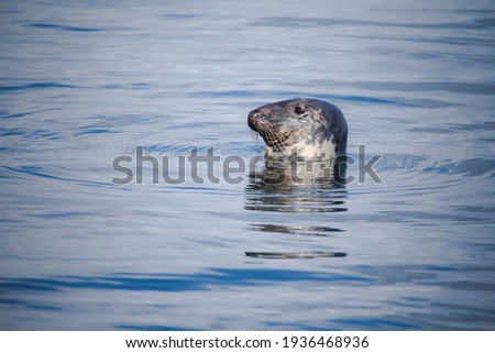 A grey seal poking its head out of a blue sea