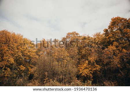 beautiful autumn foliage yellow tourism