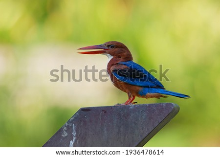 The white-throated kingfisher (Halcyon smyrnensis) also known as the white-breasted kingfisher is a tree kingfisher, widely distributed in Asia from the Sinai east through the Indian subcontinent.