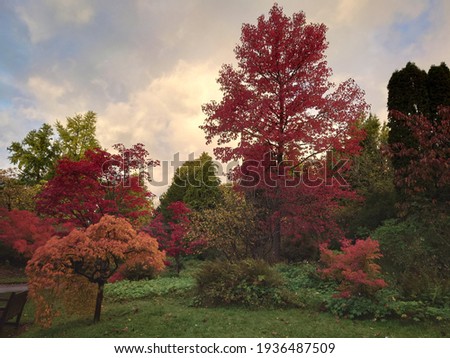 Scenes of colorful trees in the beautiful forest 