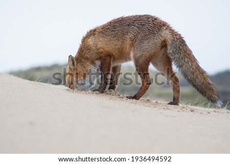 Red Fox is looking for his food supply that he had hidden underground. Which he also found after putting his head in the ground, photographed in the dunes of the Netherlands.