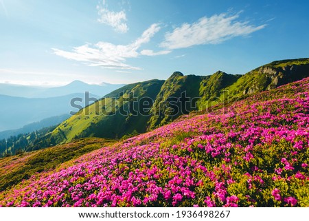 Splendid landscape in sunny summer day with pink rhododendron flowers. Location place Carpathian mountains, Ukraine, Europe. Vibrant photo wallpaper. Exotic summer scene. Discover the beauty of earth. Royalty-Free Stock Photo #1936498267