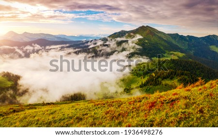 Splendid mountain valley is covered with fog on a sunny day with green alpine meadows. Location place Carpathian mountains, Ukraine, Europe. Vibrant photo wallpaper. Discover the beauty of earth.